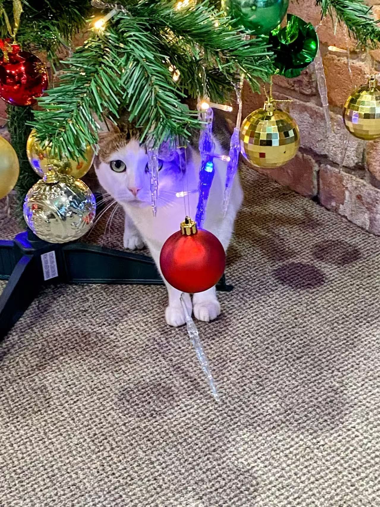 House cat exploring the Christmas tree